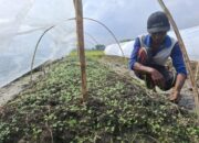 Petani Tembakau di Jombang Bersiap, Dinas Pertanian Targetkan 6.500 Hektare