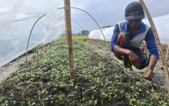 Petani Tembakau di Jombang Bersiap, Dinas Pertanian Targetkan 6.500 Hektare