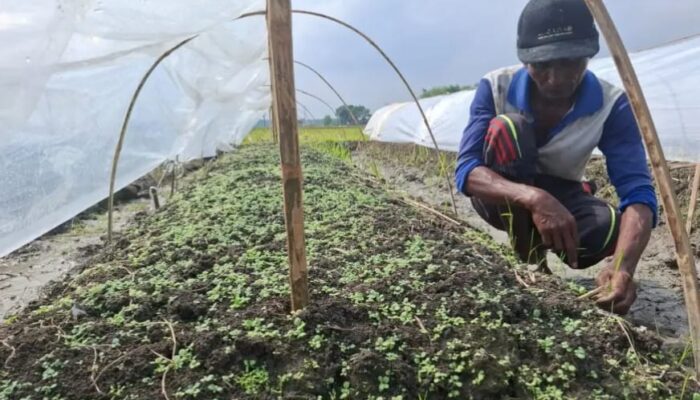 Petani Tembakau di Jombang Bersiap, Dinas Pertanian Targetkan 6.500 Hektare