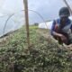 Petani Tembakau di Jombang Bersiap, Dinas Pertanian Targetkan 6.500 Hektare