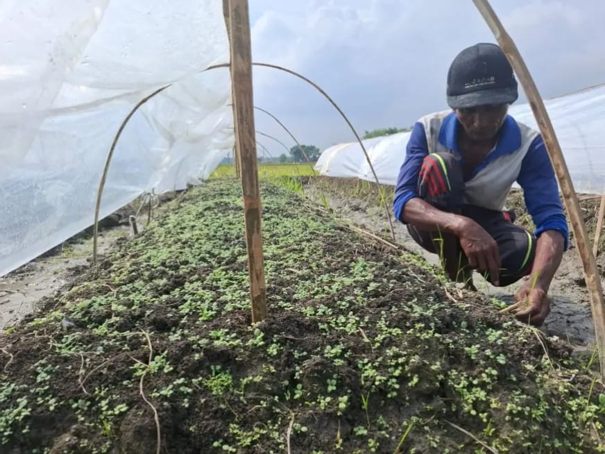 Petani Tembakau di Jombang Bersiap, Dinas Pertanian Targetkan 6.500 Hektare