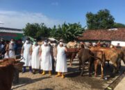 Jombang Terima 43 Ribu Dosis Vaksin PMK, Pengawasan Hewan Kurban Diperketat
