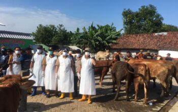 Jombang Terima 43 Ribu Dosis Vaksin PMK, Pengawasan Hewan Kurban Diperketat