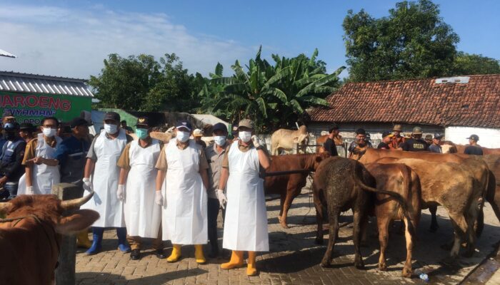 Jombang Terima 43 Ribu Dosis Vaksin PMK, Pengawasan Hewan Kurban Diperketat