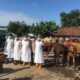 Jombang Terima 43 Ribu Dosis Vaksin PMK, Pengawasan Hewan Kurban Diperketat