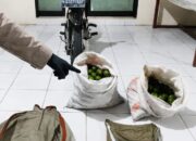 Dua Pria Pencuri Jeruk Asal Dampit Diciduk di Turen, Satu Pelaku Residivis