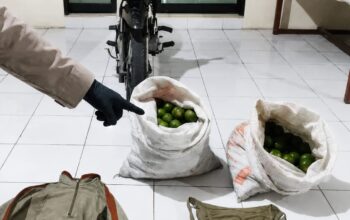 Dua Pria Pencuri Jeruk Asal Dampit Diciduk di Turen, Satu Pelaku Residivis