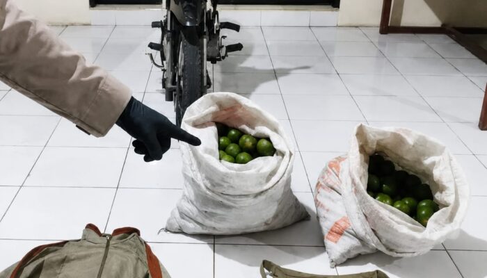 Dua Pria Pencuri Jeruk Asal Dampit Diciduk di Turen, Satu Pelaku Residivis