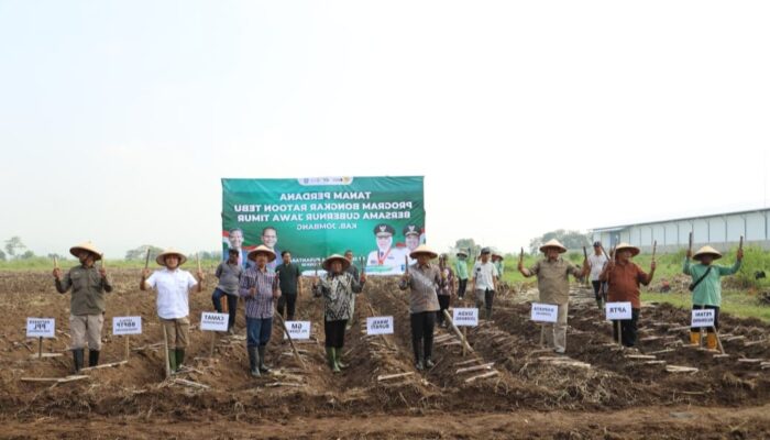 Jombang Jadi Lumbung Tebu Jatim, Produksi Capai 787 Ribu Ton