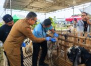 Pemkot Malang Kerahkan 400 Petugas, Pengawasan Hewan Kurban Diperketat Jelang Iduladha