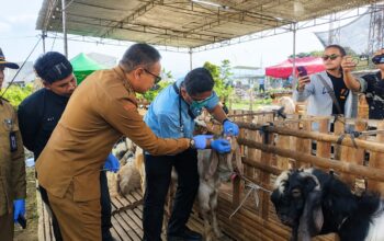 Pemkot Malang Kerahkan 400 Petugas, Pengawasan Hewan Kurban Diperketat Jelang Iduladha