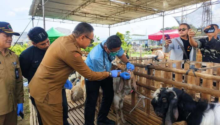 Pemkot Malang Kerahkan 400 Petugas, Pengawasan Hewan Kurban Diperketat Jelang Iduladha