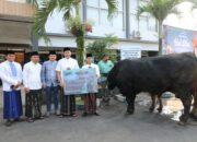 Sinchan Farm Kembali Pasok Sapi Kurban Presiden, Tahun Ini Blackjack Masuk Kota Malang
