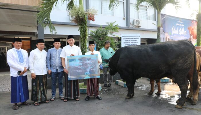 Sinchan Farm Kembali Pasok Sapi Kurban Presiden, Tahun Ini Blackjack Masuk Kota Malang