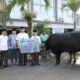 Sinchan Farm Kembali Pasok Sapi Kurban Presiden, Tahun Ini Blackjack Masuk Kota Malang