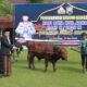 Kapolres Jombang Serahkan 39 Hewan Kurban ke Ponpes dan Warga