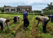 Tak Sekadar Jaga Keamanan, Pak Bhabin Merjosari Turun Langsung Kawal Produktivitas Jagung Warga