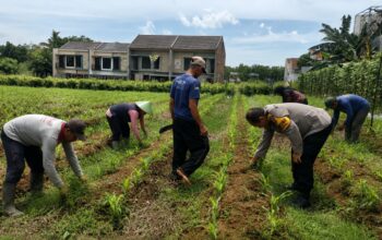 Tak Sekadar Jaga Keamanan, Pak Bhabin Merjosari Turun Langsung Kawal Produktivitas Jagung Warga