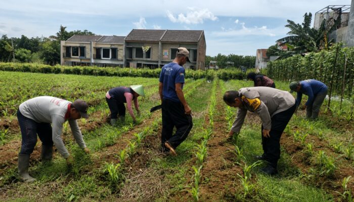 Tak Sekadar Jaga Keamanan, Pak Bhabin Merjosari Turun Langsung Kawal Produktivitas Jagung Warga