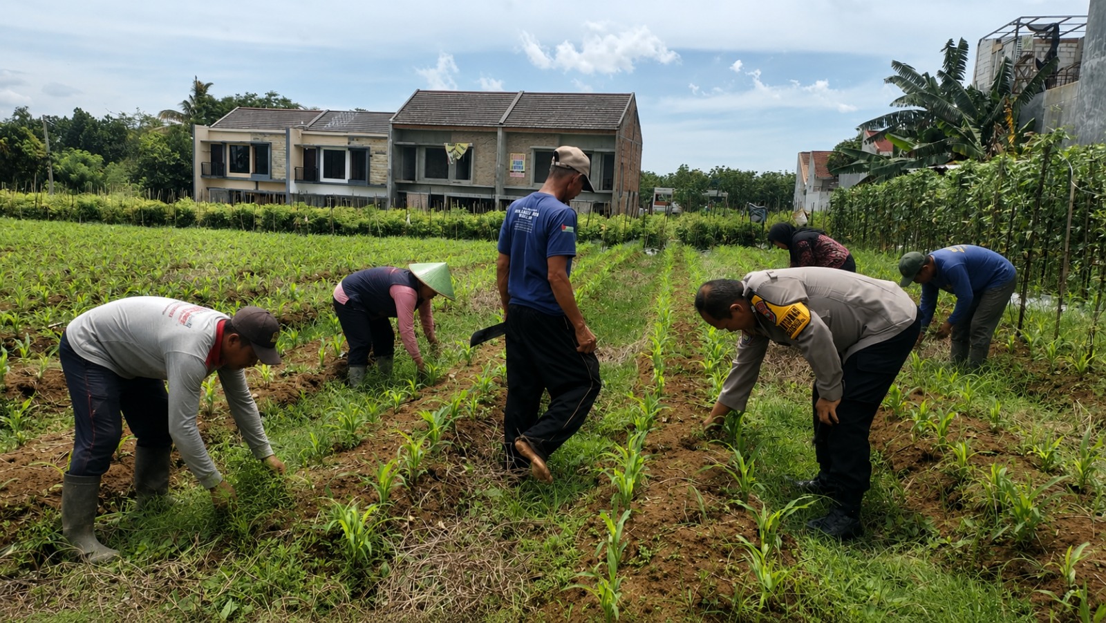 Tak Sekadar Jaga Keamanan, Pak Bhabin Merjosari Turun Langsung Kawal Produktivitas Jagung Warga
