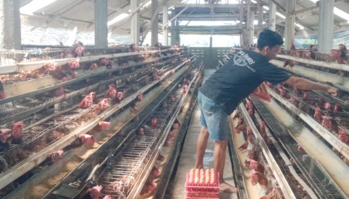 Harga Telur Turun Drastis di Jombang, Peternak Kelimpungan akibat Pakan Mahal