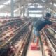 Harga Telur Turun Drastis di Jombang, Peternak Kelimpungan akibat Pakan Mahal