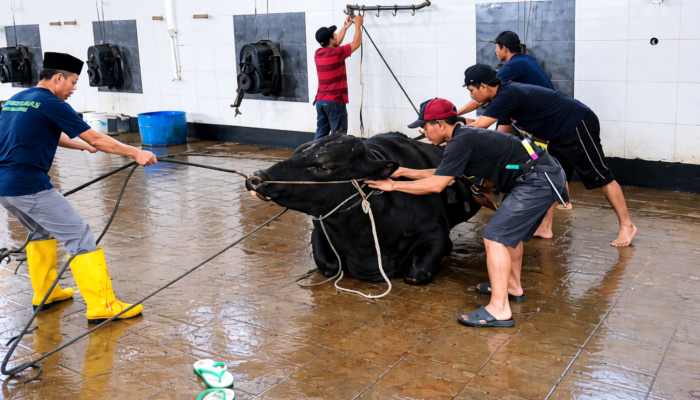 Sapi Kurban Presiden RI Seberat 1 Ton di Kota Malang Mulai Dipotong, Hasilkan 516 Paket Daging