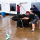 Sapi Kurban Presiden RI Seberat 1 Ton di Kota Malang Mulai Dipotong, Hasilkan 516 Paket Daging