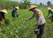 Jadi Motor Ketahanan Pangan, Bhabinkamtibmas Dampingi Petani Kelola Ladang Jagung