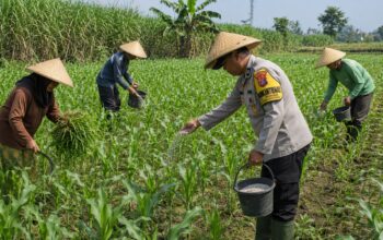 Jadi Motor Ketahanan Pangan, Bhabinkamtibmas Dampingi Petani Kelola Ladang Jagung