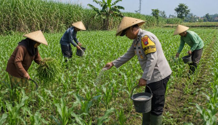 Jadi Motor Ketahanan Pangan, Bhabinkamtibmas Dampingi Petani Kelola Ladang Jagung