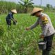 Jadi Motor Ketahanan Pangan, Bhabinkamtibmas Dampingi Petani Kelola Ladang Jagung