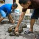 Ular Piton 3 Meter Masuk Kandang Ayam Warga Bunulrejo, Ayam Jago Mati Dibelit