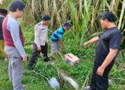 Bayi Perempuan Dibuang dalam Kardus di Kebun Tebu Gondanglegi, Kini Polisi Buru Pelaku