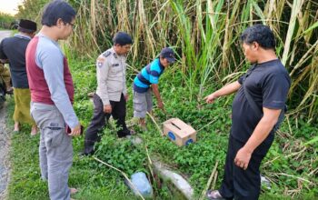 Bayi Perempuan Dibuang dalam Kardus di Kebun Tebu Gondanglegi, Kini Polisi Buru Pelaku