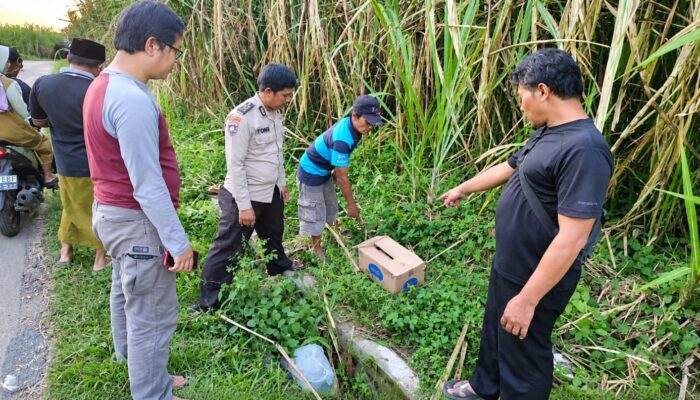 Bayi Perempuan Dibuang dalam Kardus di Kebun Tebu Gondanglegi, Kini Polisi Buru Pelaku
