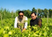 Wali Kota Malang, Wahyu Hidayat bersama Wakil Wali Kota, Ali Muthohirin meninjau kondisi tanaman cabai milik petani di Kota Malang sebagai bentuk dukungan terhadap penguatan sektor pertanian dan ketahanan pangan daerah.(foto/Dok Humas Pemkot Malang)