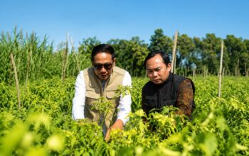 Wali Kota Malang, Wahyu Hidayat bersama Wakil Wali Kota, Ali Muthohirin meninjau kondisi tanaman cabai milik petani di Kota Malang sebagai bentuk dukungan terhadap penguatan sektor pertanian dan ketahanan pangan daerah.(foto/Dok Humas Pemkot Malang)