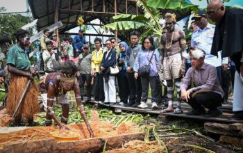Dukung Hilirisasi Komoditas Unggulan Papua, Wapres Tinjau Sekolah Lapang Sagu Asmat