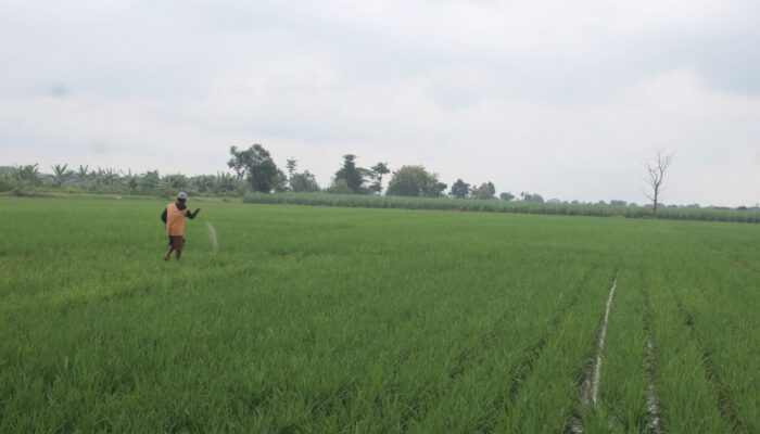 Petani Jombang Tebus Puluhan Juta Kilogram Pupuk Subsidi, Urea Mendominasi