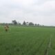 Petani Jombang Tebus Puluhan Juta Kilogram Pupuk Subsidi, Urea Mendominasi