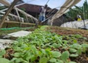 Cuaca Tak Menentu Ancam Tembakau Jombang, Petani Diminta Waspadai Hujan saat Kemarau