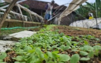 Cuaca Tak Menentu Ancam Tembakau Jombang, Petani Diminta Waspadai Hujan saat Kemarau