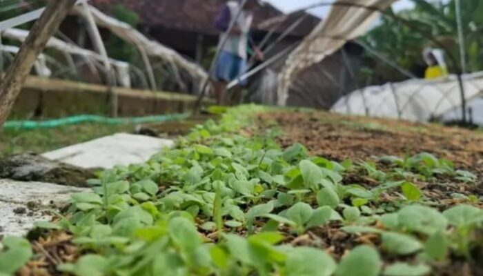 Cuaca Tak Menentu Ancam Tembakau Jombang, Petani Diminta Waspadai Hujan saat Kemarau