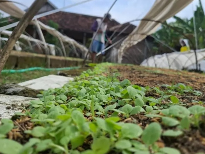 Cuaca Tak Menentu Ancam Tembakau Jombang, Petani Diminta Waspadai Hujan saat Kemarau