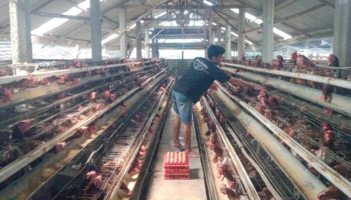 Harga Telur Ayam Jombang Hanya Rp22 Ribu per Kg, Peternak Keluhkan Pakan Naik
