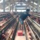 Harga Telur Ayam Jombang Hanya Rp22 Ribu per Kg, Peternak Keluhkan Pakan Naik