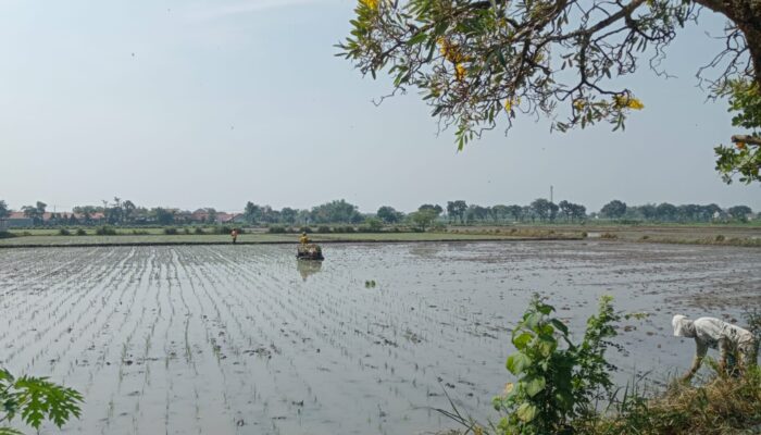 Perubahan Iklim Ancam Pertanian, Pemkab Jombang Tambah Kuota AUTP 2026