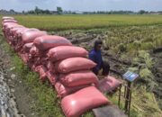 Harga Gabah Kering Panen di Jombang Masih Mahal, Tembus Rp 7.800 per Kg