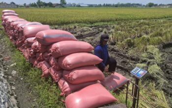 Harga Gabah Kering Panen di Jombang Masih Mahal, Tembus Rp 7.800 per Kg